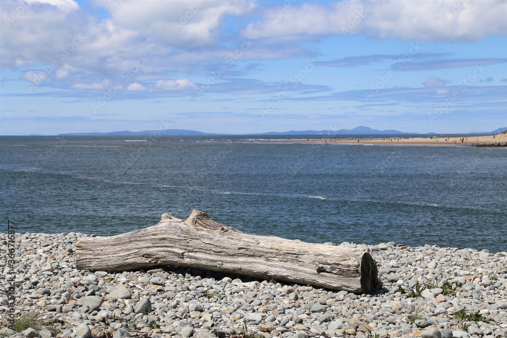 A large piece of driftwood sitting on a shingle beach in Wales with Barmouth beach and the Llyn Peninsula in the background.