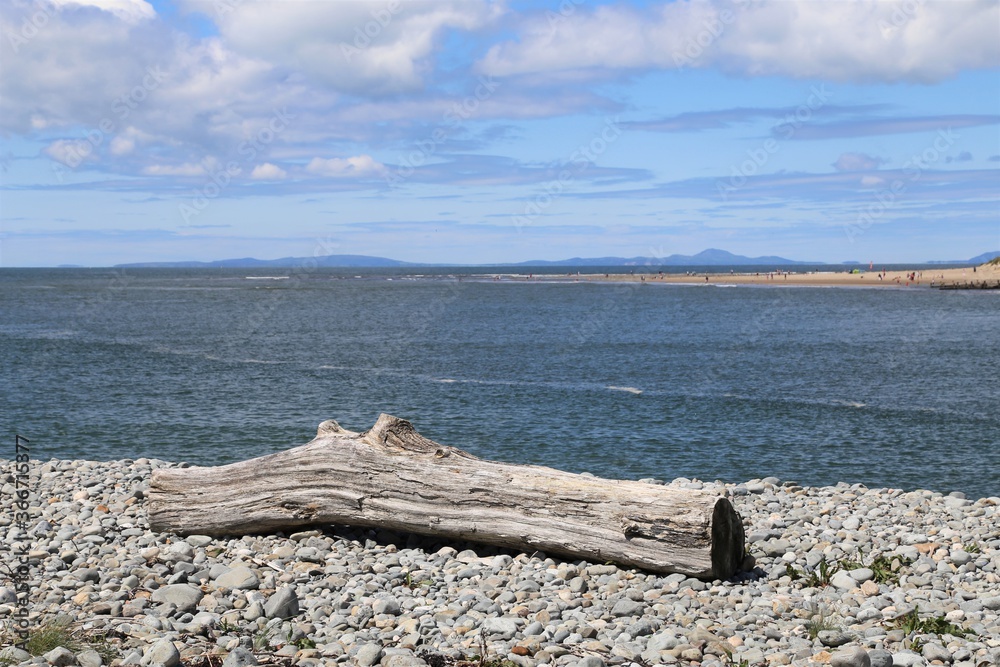 A large piece of driftwood sitting on a shingle beach in Wales with Barmouth beach and the Llyn Peninsula in the background. A large piece of driftwood sitting on a shingle beach in Wales with Barmouth beach and the Llyn Peninsula in the background.