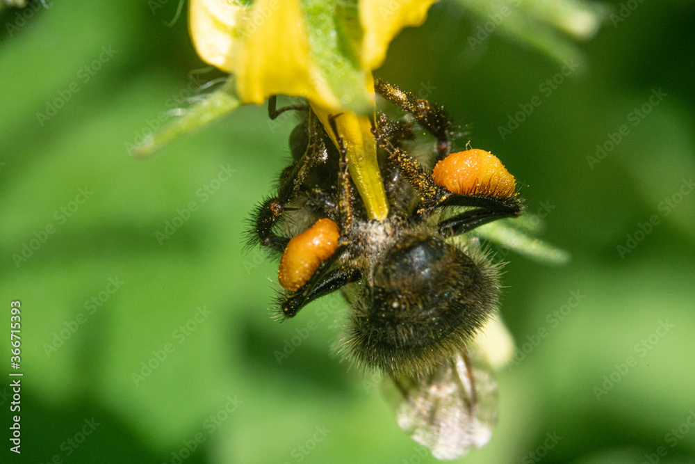 Bienen, Hummeln, Bremsen, Wespen, Fliegen, Schmetterlinge, Schwebfliegen beim fressen und bestäuben von Nutzpflanzen und anderen Blumen Bienen, Hummeln, Bremsen, Wespen, Fliegen, Schmetterlinge, Schwebfliegen beim fressen und bestäuben von Nutzpflanzen und anderen Blumen