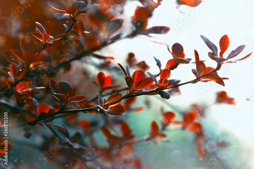 lovely red autumn leaves, tree branches close-up, autumn nature 