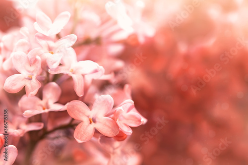 lovely pink flowers close-up, beautiful floral background, spring flowers 