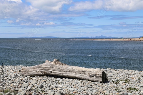 A large piece of driftwood sitting on a shingle beach in Wales with Barmouth beach and the Llyn Peninsula in the background.