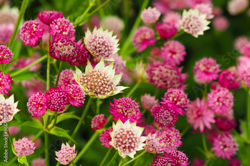 Bilde på lerret Pink astrantia flowers. Astrantia major Moulin Rouge