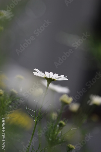 Margeritenblume im Schatten halbschatten dunkel grau einsam und verlassen