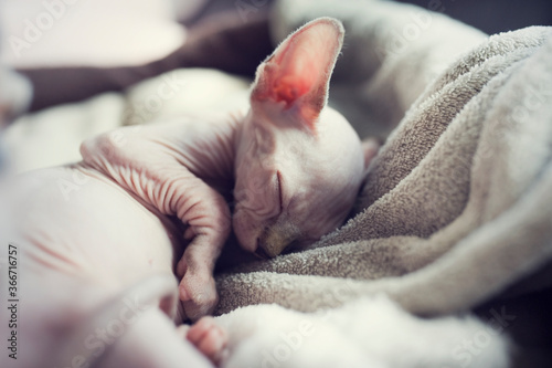 Sphynx kitten sleep in gray blanket. Naked hairless antiallergic domestic cat breed with big ears. Small tired sweet kitty.