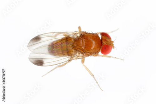 Drosophila suzukii suzuki - commonly called the spotted wing drosophila or SWD. It is a fruit fly a major pest species of many kind of fruits in America and Europe. Adult insect on a white background. photo