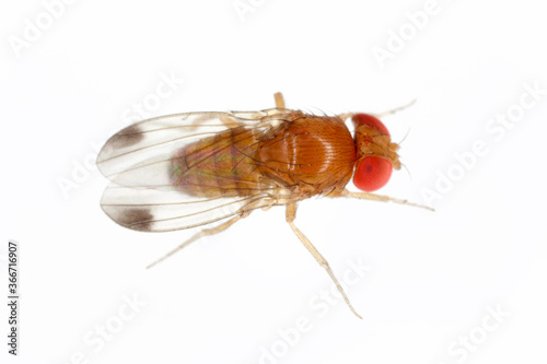 Drosophila suzukii suzuki - commonly called the spotted wing drosophila or SWD. It is a fruit fly a major pest species of many kind of fruits in America and Europe. Adult insect on a white background.