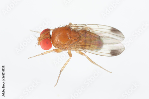 Drosophila suzuki - commonly called the spotted wing drosophila or SWD. It is a fruit fly a major pest species of many kind of fruits in America and Europe. Adult insect on a white background.