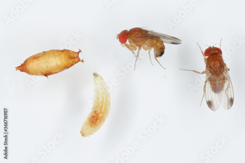 Adults, larva and pupa of Drosophila suzuki - commonly called the spotted wing drosophila or SWD. It is a fruit fly a major pest species of many kind of fruits in America and Europe. 