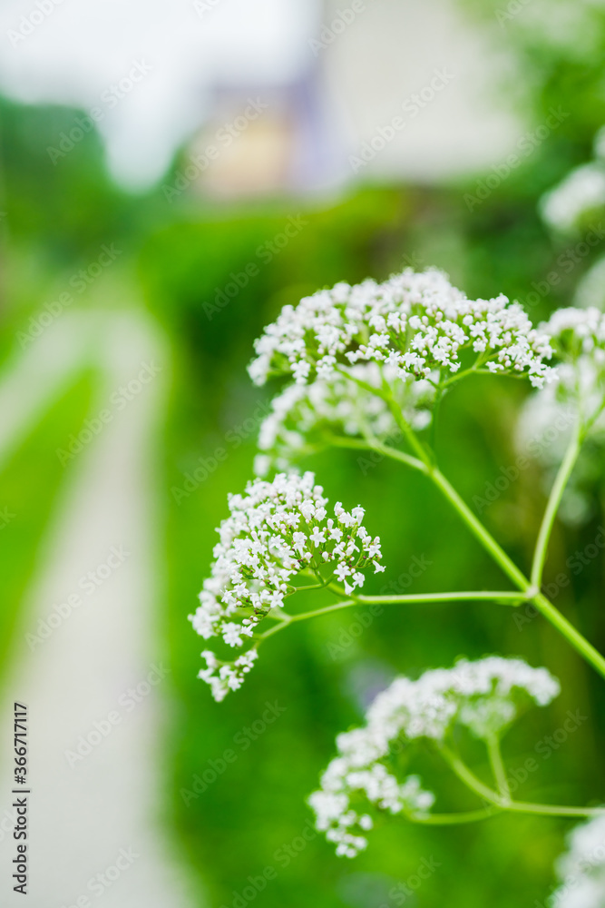 Beautiful blooming chervil on the summer field. Selective focus. Shallow depth of field.