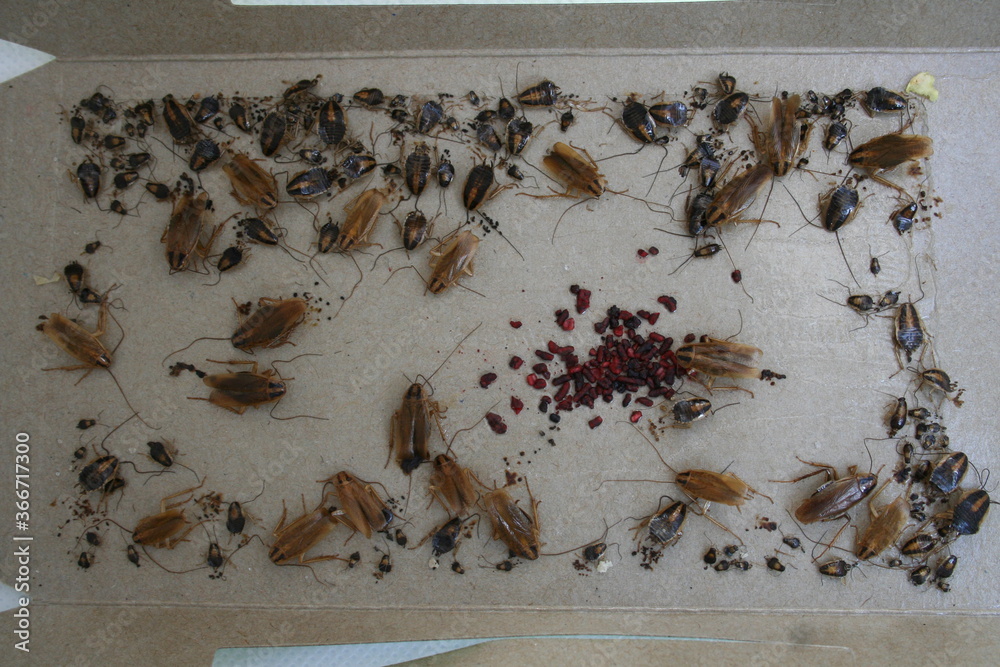 German Cockroach Egg Case at cockroach trap Stock Photo Adobe Stock