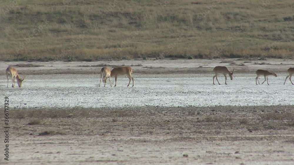 Kalmykia, nature reserve. A herd of saigas on a dry salt lake. Kalmykia, nature reserve. A herd of saigas on a dry salt lake.