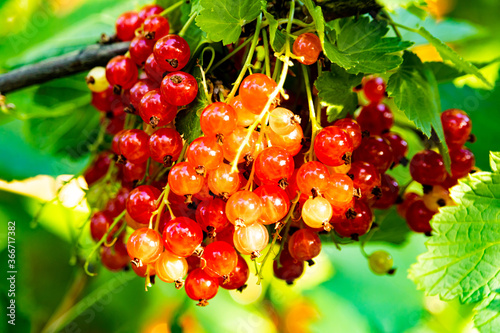 Red currant on the branch in natural habitat