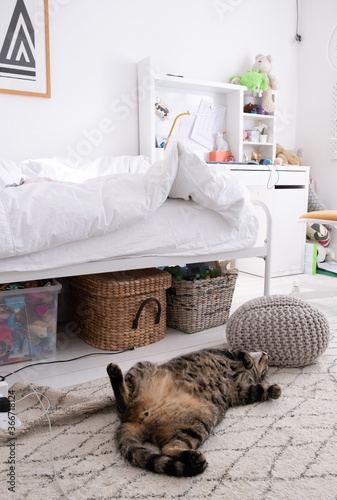 Cat lying on back in kids bedroom