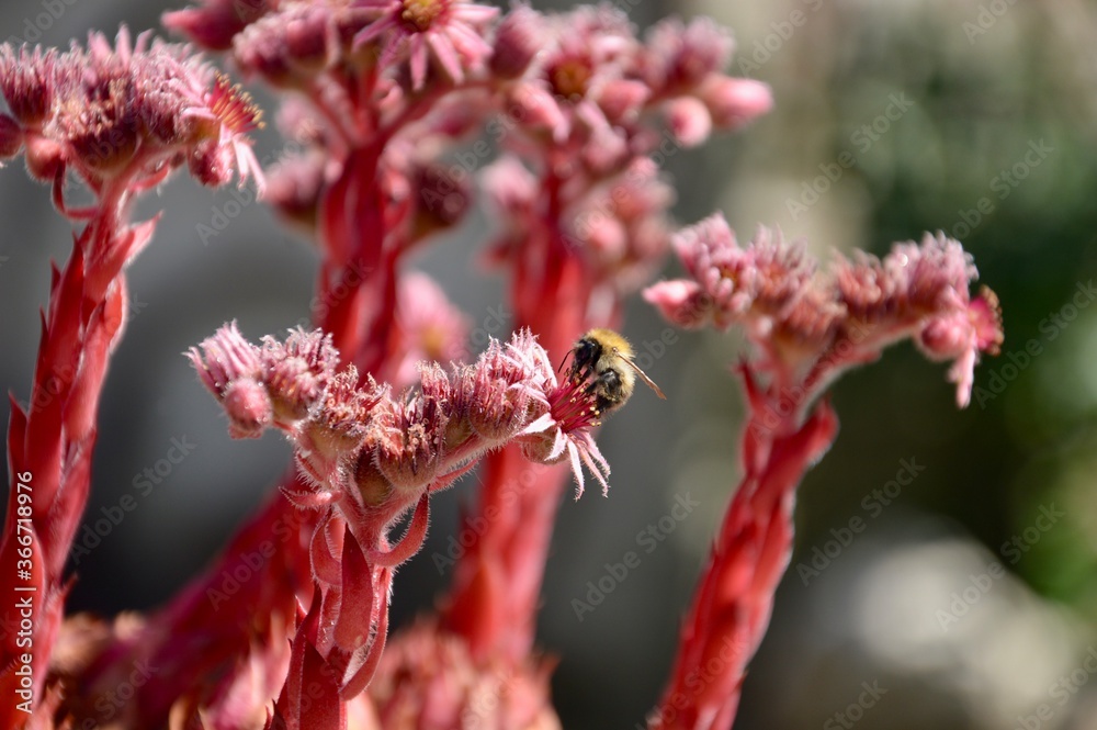 summer bee on a red flower with depth of field summer bee on a red flower with depth of field
