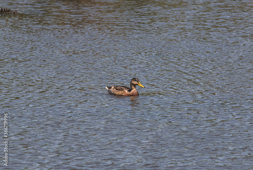 A duck in the middle of a lake, setubal, portugal