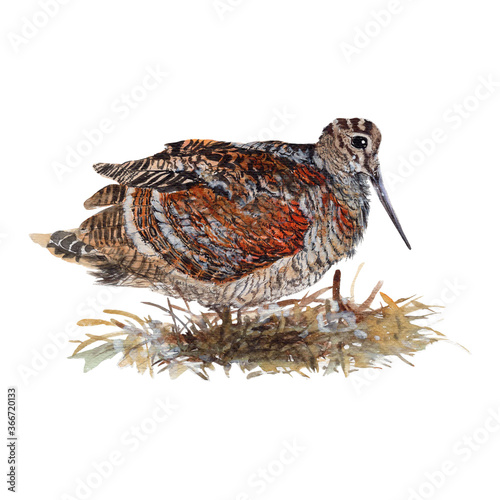 Woodcock Watercolor painting isolated. Watercolor hand painted cute animal illustrations.