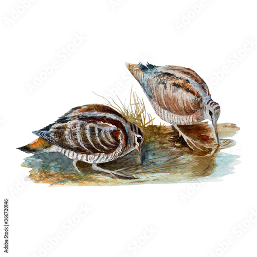 Konstfotografi Woodcock Watercolor painting isolated