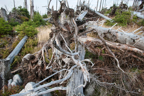 Dead trees in the Bavarian Forest National Park