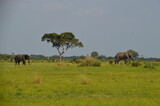 African Elephants in Etosha National Park in Namibia