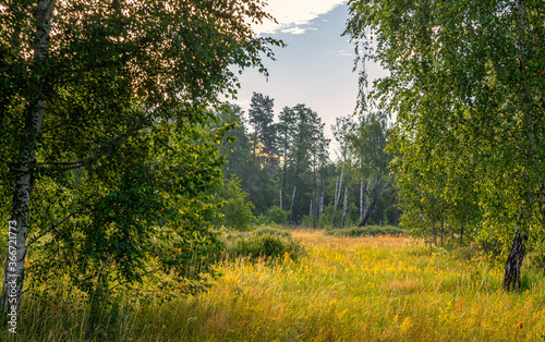 Fototapeta Naklejka Na Ścianę i Meble -  Walk through wooded areas and flowering meadows. Hiking.