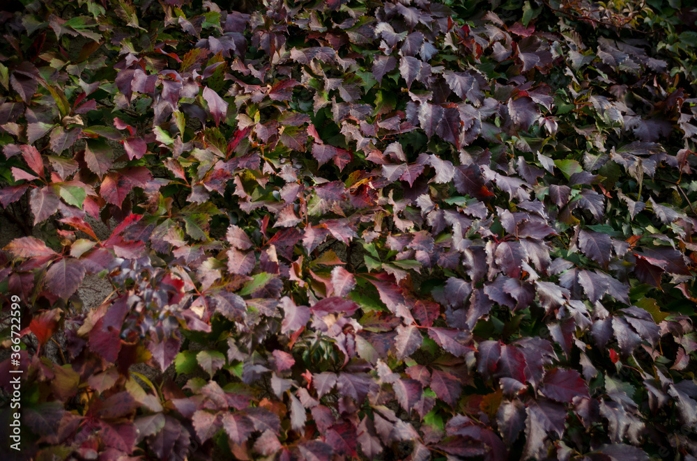 A wall of bright red ivy leaves. Colorful ivy texture in autumn