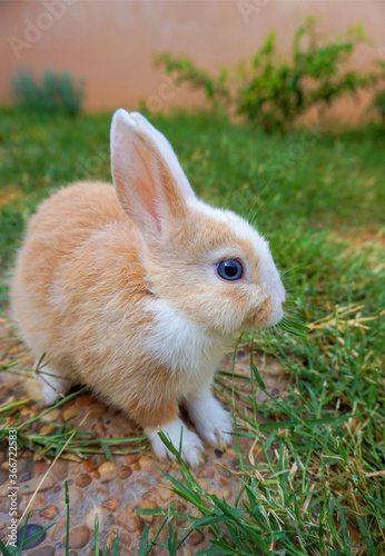 Red-white cute baby rabbit sitting in the summer garden. Lovely red-white little rabbit with blue eyes.  © Anna