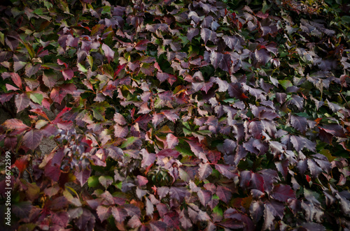 A wall of bright red ivy leaves. Colorful ivy texture in autumn