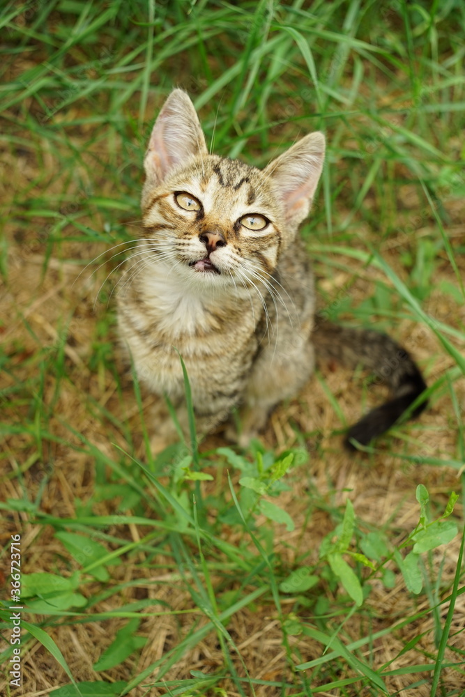 Lovely happy tabby kitten sitting in the summer garden on the grass