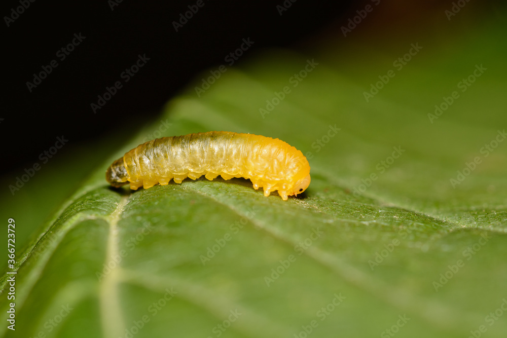 A tiny Cherry 'slug' which is a larva of  the Sawfly Caliroa cerasi and causes damage to fruit trees leaves.