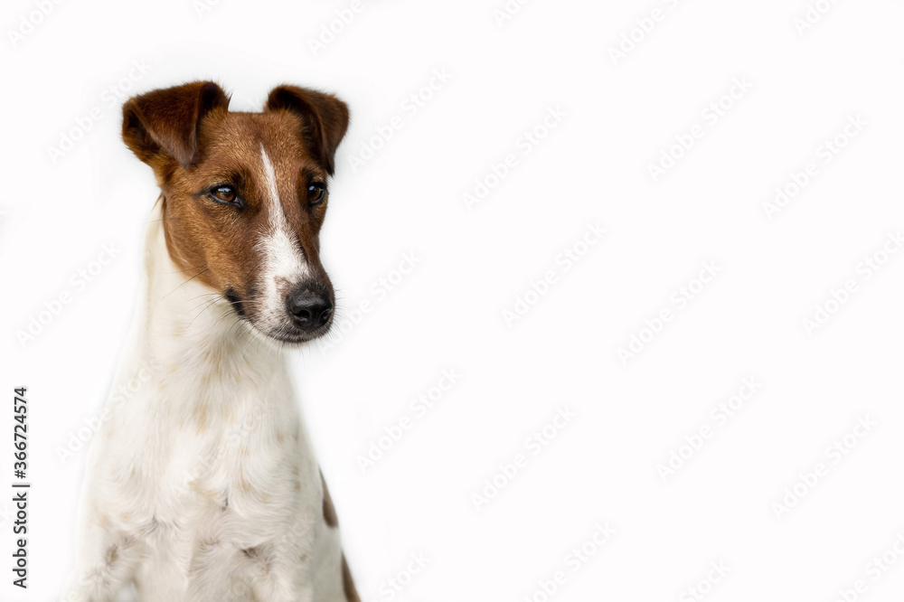 One dog on a white background looks down a little. Breed of dog Fox Terrier