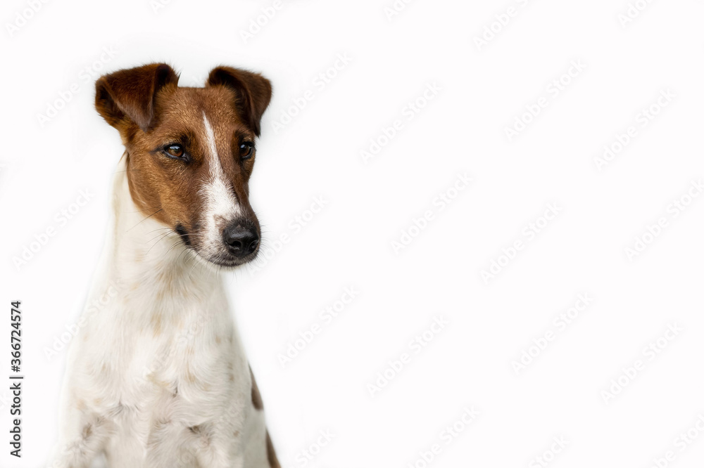 One dog on a white background looks down a little. Breed of dog Fox Terrier One dog on a white background looks down a little. Breed of dog Fox Terrier