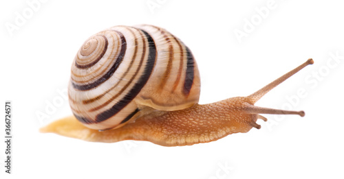 Garden snail in front, isolated on white background.