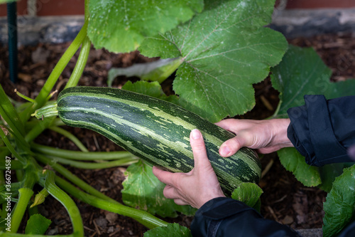 A gardener is harvesting a Zucchini in the own garden.