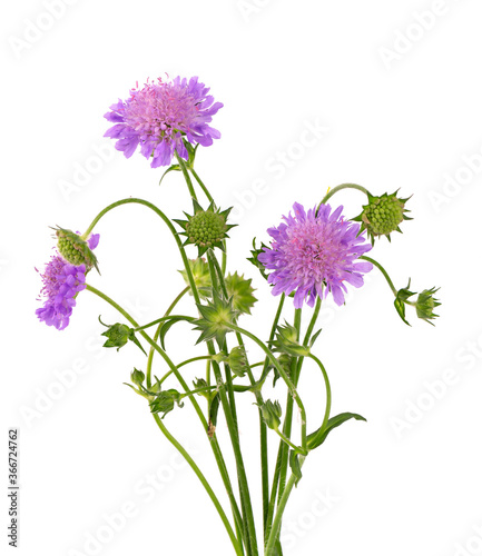 Field Scabious Flower isolated on white background. Knautia arvensis. Beautiful blooming bouquet. photo