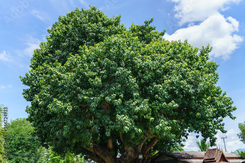 Large bodhi tree and blue sky background