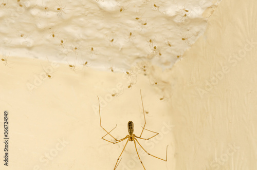 A Cellar Spider, pholcus phalangioides, spider with newly hatched babies living in a house in Kent, UK. These are welcome in the home as they eat unwelcome spiders.