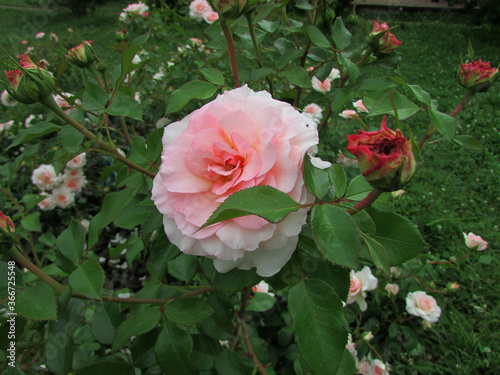 pink roses in garden