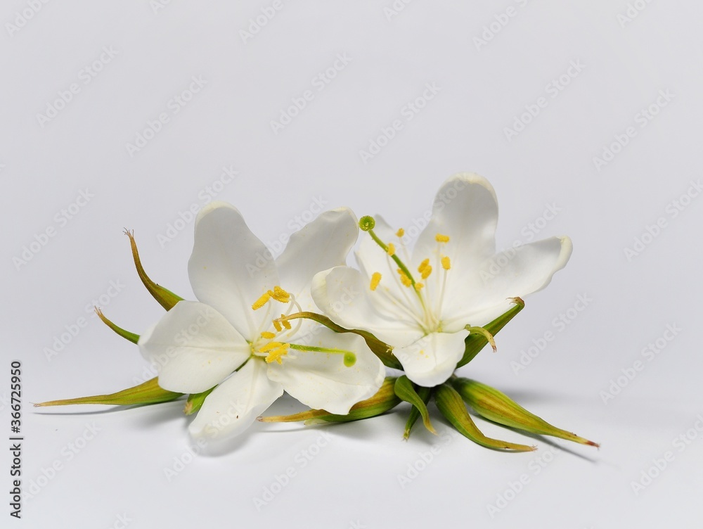 Jasmine white flower/ gardenia jasminoides isolated on white background Jasmine white flower/ gardenia jasminoides isolated on white background