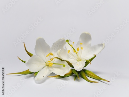 Fototapeta Naklejka Na Ścianę i Meble -  Jasmine white flower/ gardenia jasminoides isolated on white background