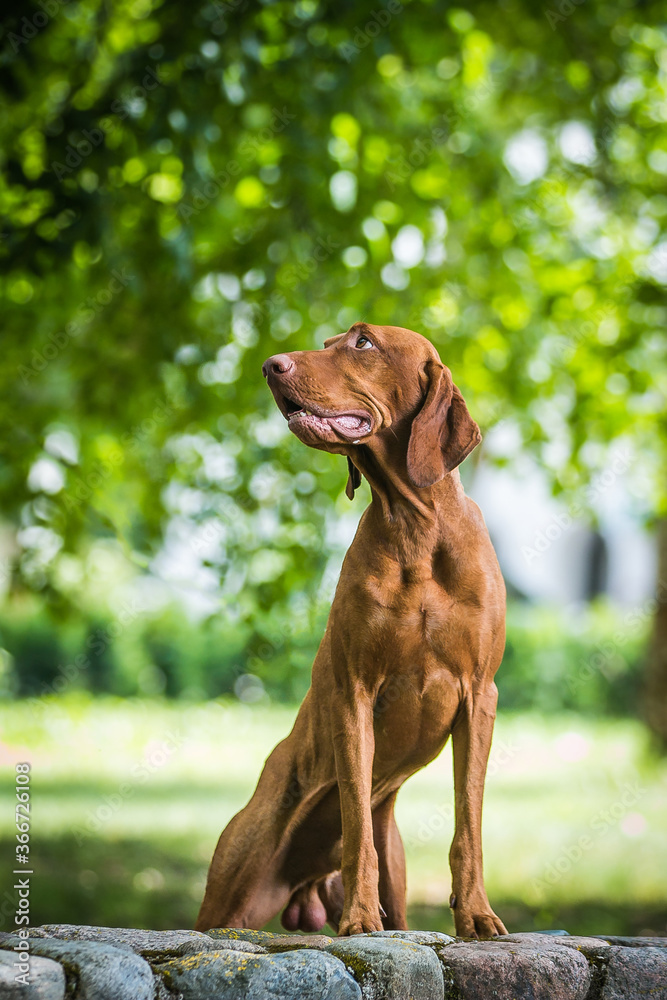 vizla boy posing outside. Vizla dog portrait in green background. Forest around.	