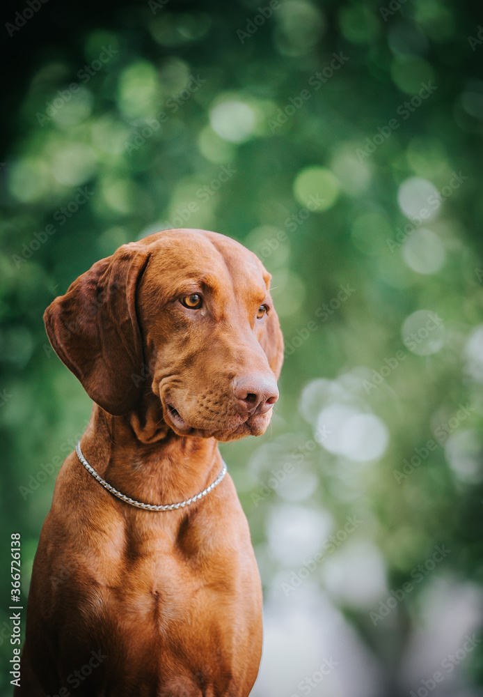 vizla boy posing outside. Vizla dog portrait in green background. Forest around. vizla boy posing outside. Vizla dog portrait in green background. Forest around.