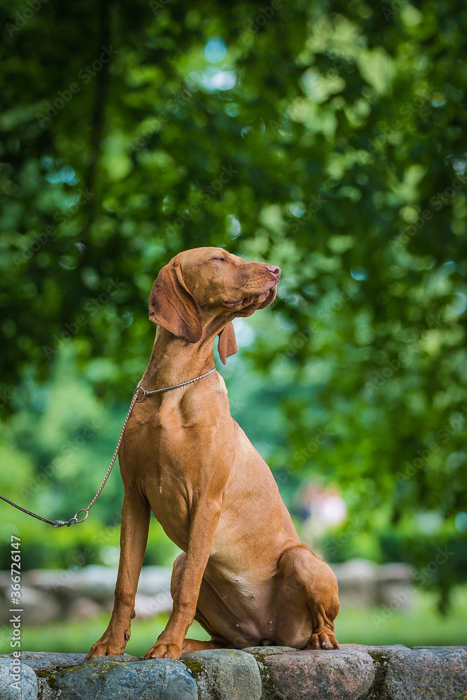 vizla boy posing outside. Vizla dog portrait in green background. Forest around. vizla boy posing outside. Vizla dog portrait in green background. Forest around.