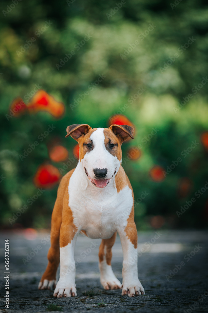 Bull terrier show dog posing. Dog portrait outside.	