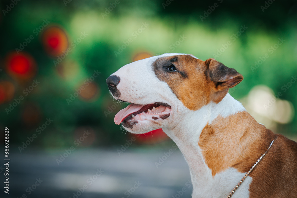 Bull terrier show dog posing. Dog portrait outside.	