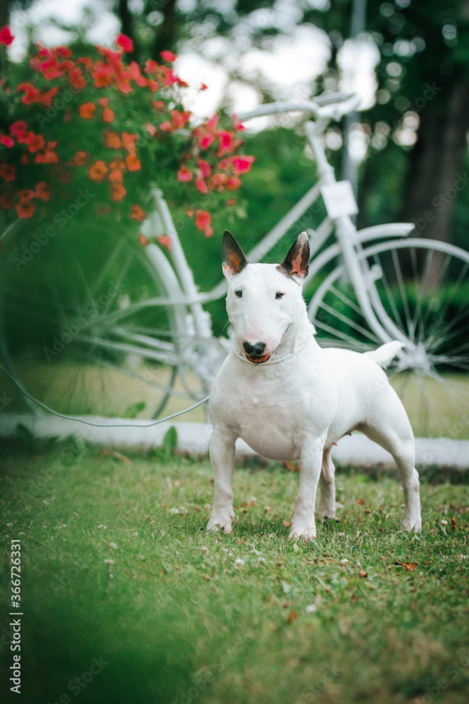 Bull terrier show dog posing. Dog portrait outside. Bull terrier show dog posing. Dog portrait outside.