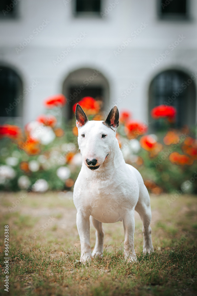 Bull terrier show dog posing. Dog portrait outside.	