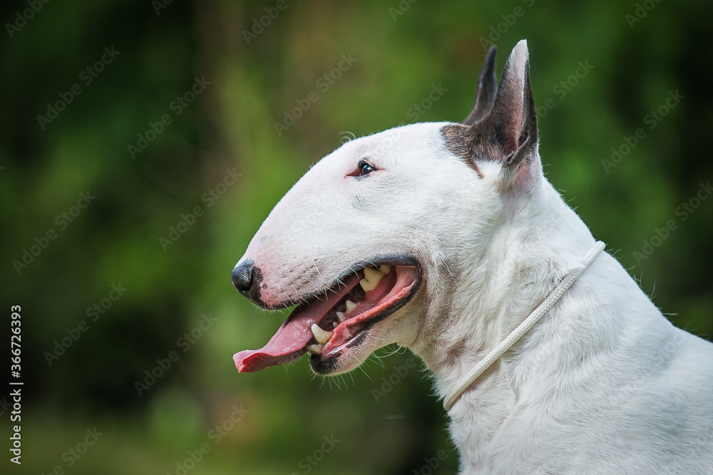 Bull terrier show dog posing. Dog portrait outside.	