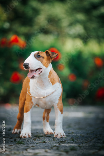 Bull terrier show dog posing. Dog portrait outside. 