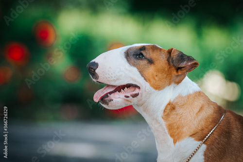 Bull terrier show dog posing. Dog portrait outside. 